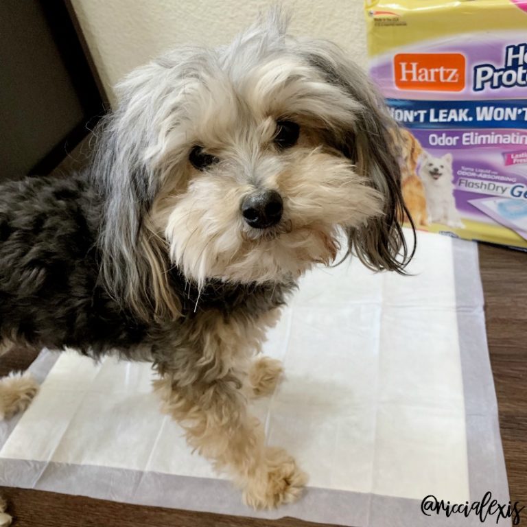 Transitioning Your Pet from a Home to an Apartment with the Help of