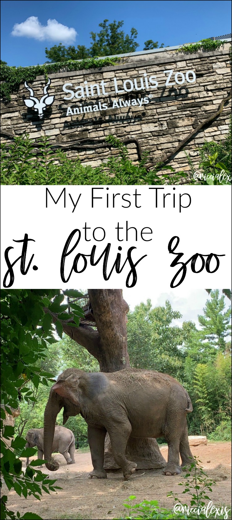My First Trip to the St. Louis Zoo