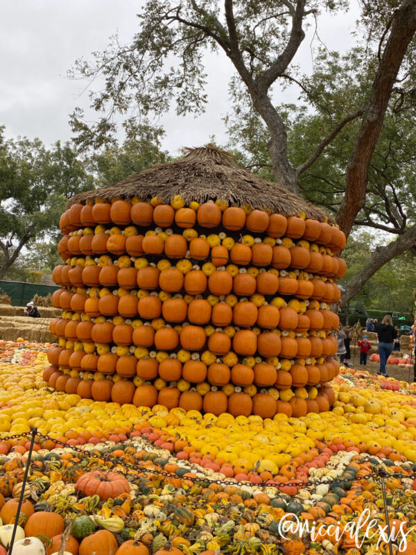 Pumpkins at the Dallas Arboretum 2020 The Art of the Pumpkin