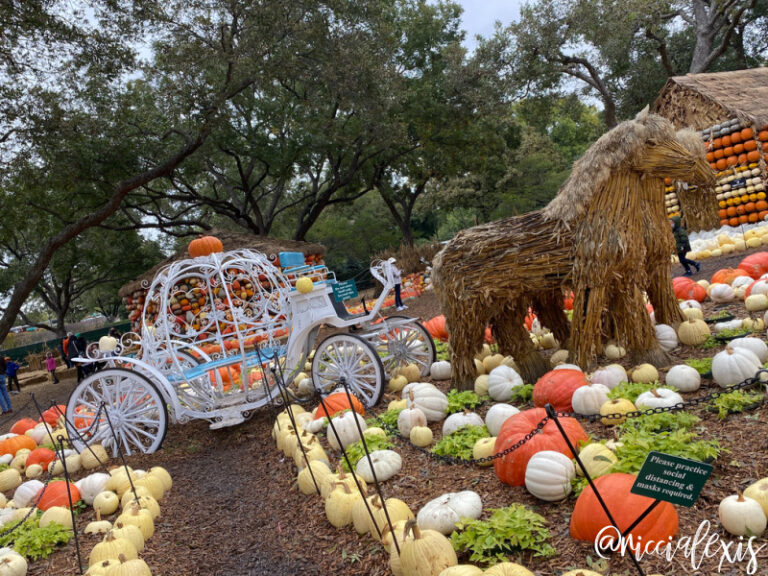 Pumpkins at the Dallas Arboretum 2020 The Art of the Pumpkin