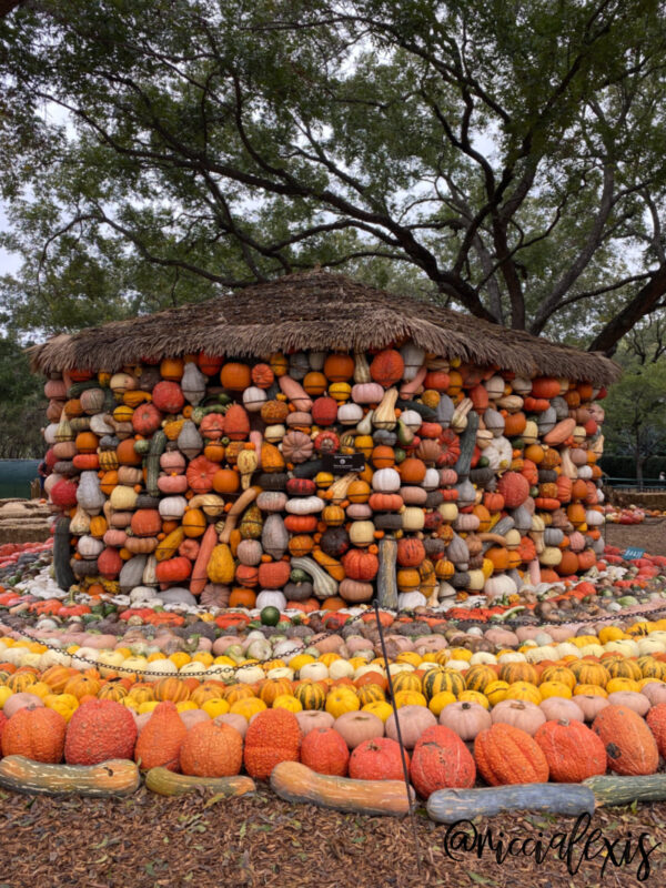 Pumpkins at the Dallas Arboretum 2020 The Art of the Pumpkin