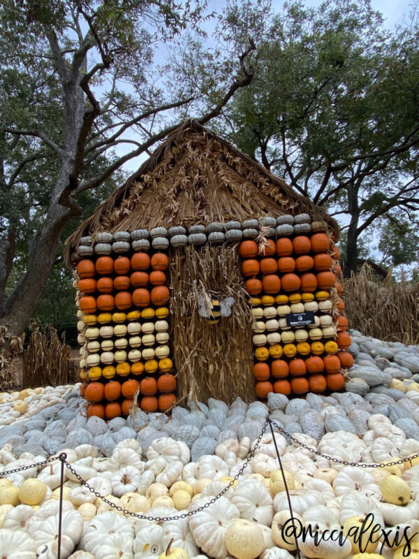 Pumpkins at the Dallas Arboretum 2020 The Art of the Pumpkin